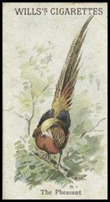 Pheasant